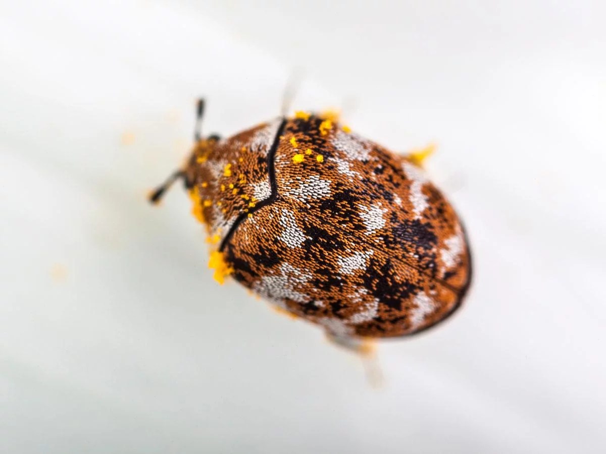 Are Carpet Beetles Harmful?